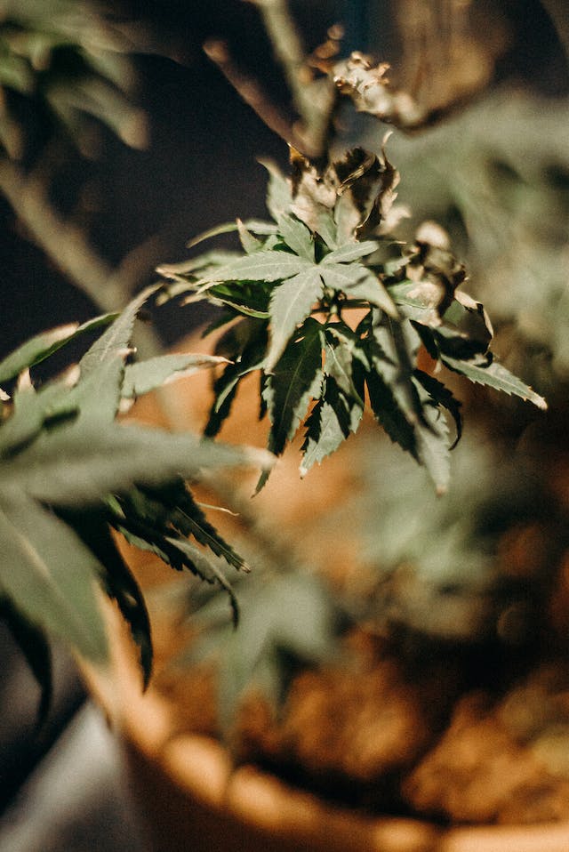 CBD pour la Peau : Découvrez les Secrets de l'Éclat Naturel